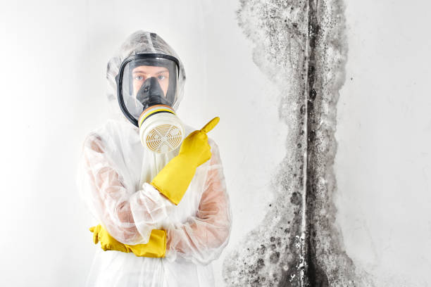 Best Attic Mold Removal  in Buffalo, TX